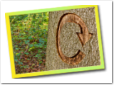 Ciclo de nutrientes The Magic Forest