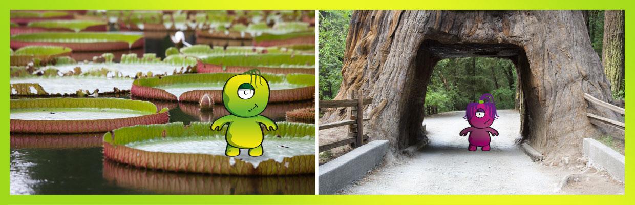 The Magic Forest - Plantas increíbles